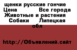 щенки русские гончие › Цена ­ 4 000 - Все города Животные и растения » Собаки   . Липецкая обл.